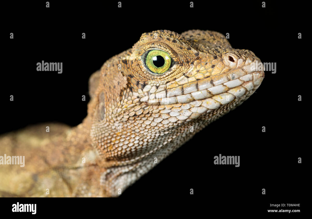 Gemeinsame Basilisk (Basiliscus basiliscus), erwachsene Frau, auf der Halbinsel Osa, Costa Rica. Stockfoto