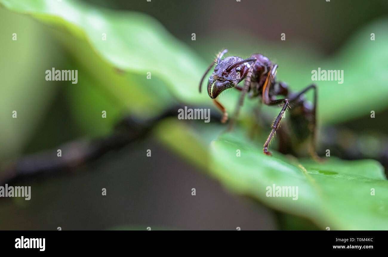 Bullet ant (Paraponera clavata) in der Nähe von Puerto Viejo de Sarapiqui, Costa Rica. Stockfoto