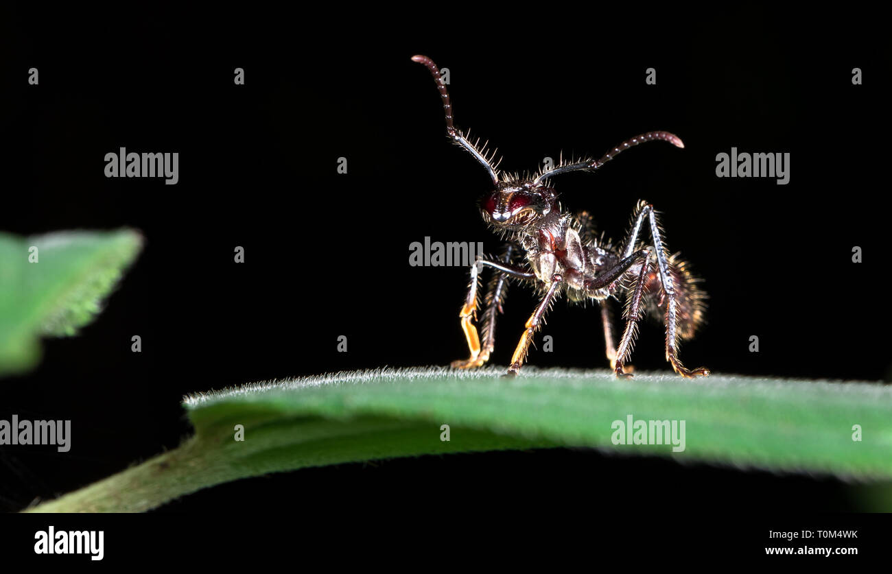 Bullet ant (Paraponera clavata) in der Nähe von Puerto Viejo de Sarapiqui, Costa Rica. Stockfoto