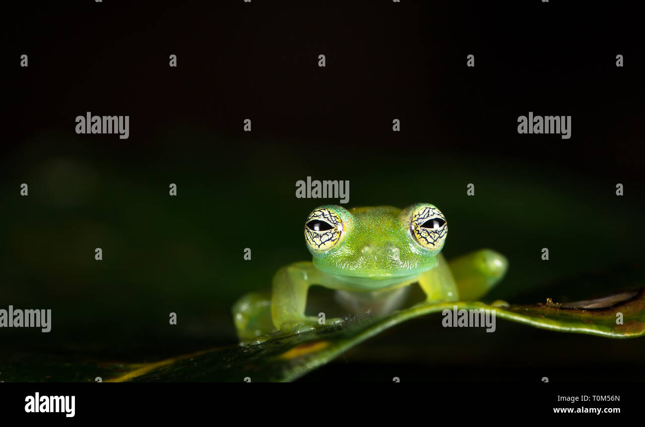 Ghost Glas Frosch, oder Limon riesen Glas Frosch (Sachatamia ilex), in der Nähe von Puerto Viejo de Sarapiqui, Costa Rica. Stockfoto