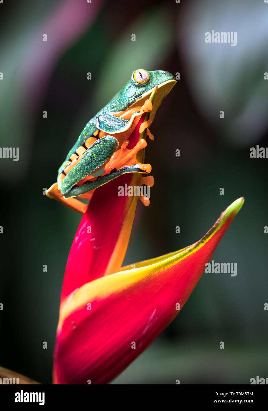 Splendid leaf Frog (Cruziohyla calcarifer) auf einem heliconia Blume. Stockfoto