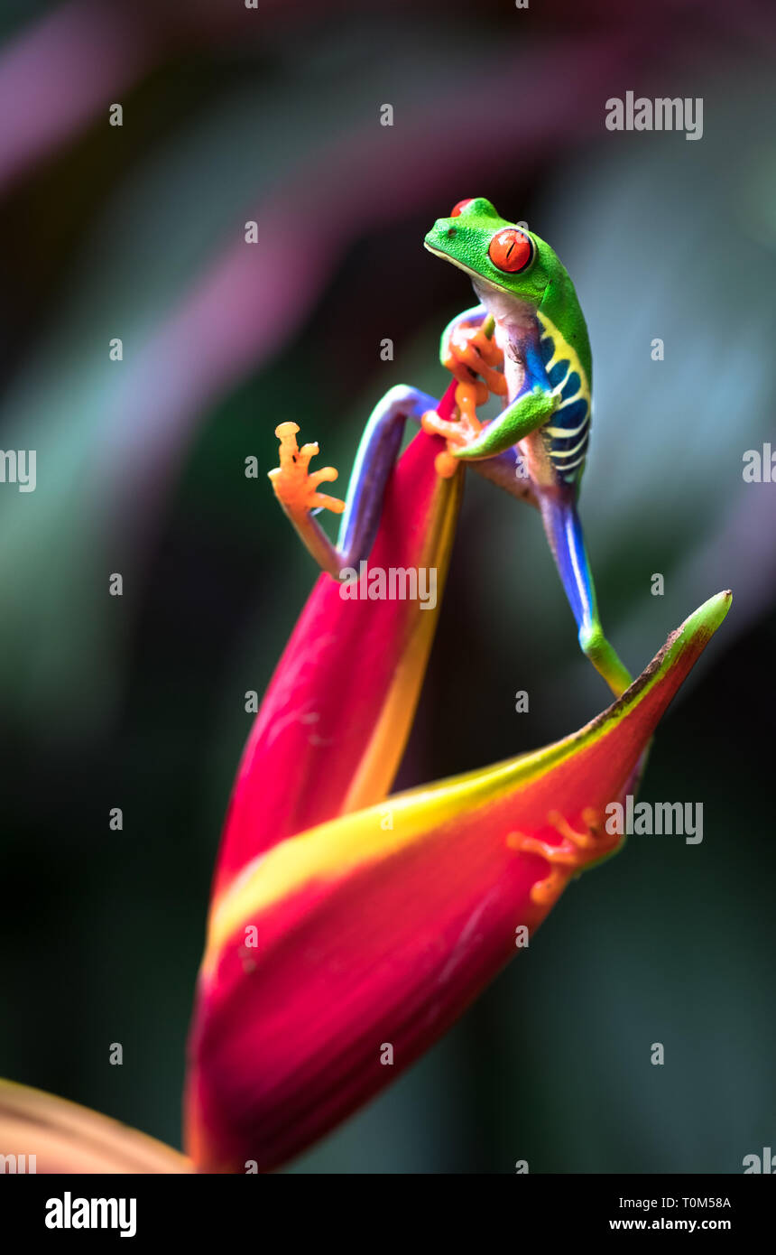 Red-eyed Tree Frog (Agalychnis callidryas) Festhalten an einem heliconia Blume. Costa Rica. Stockfoto