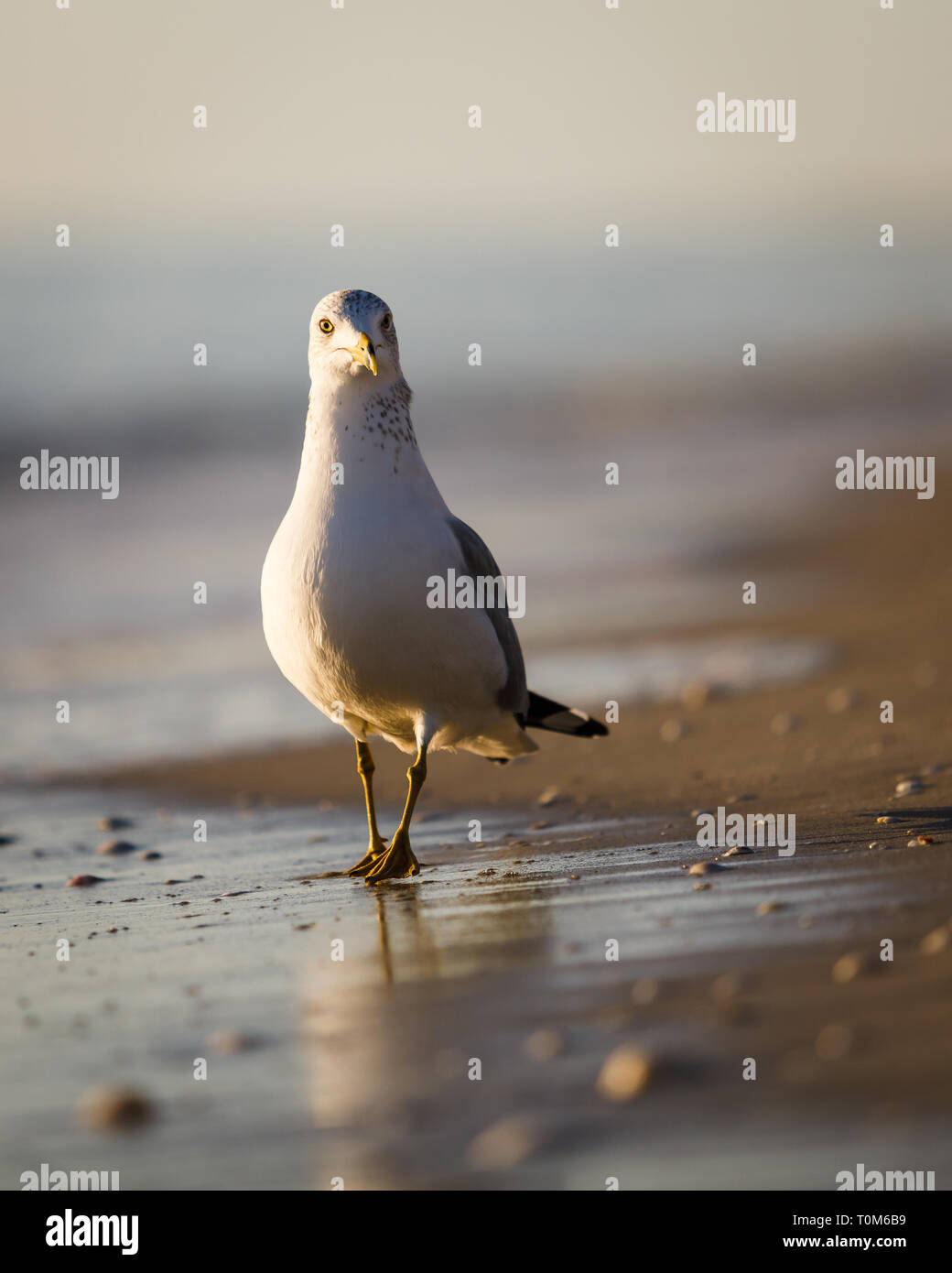 Ring-billed Gull entlang der Küstenlinie auf Bowmans Strand, Sanibel Island, Florida schlendern Stockfoto