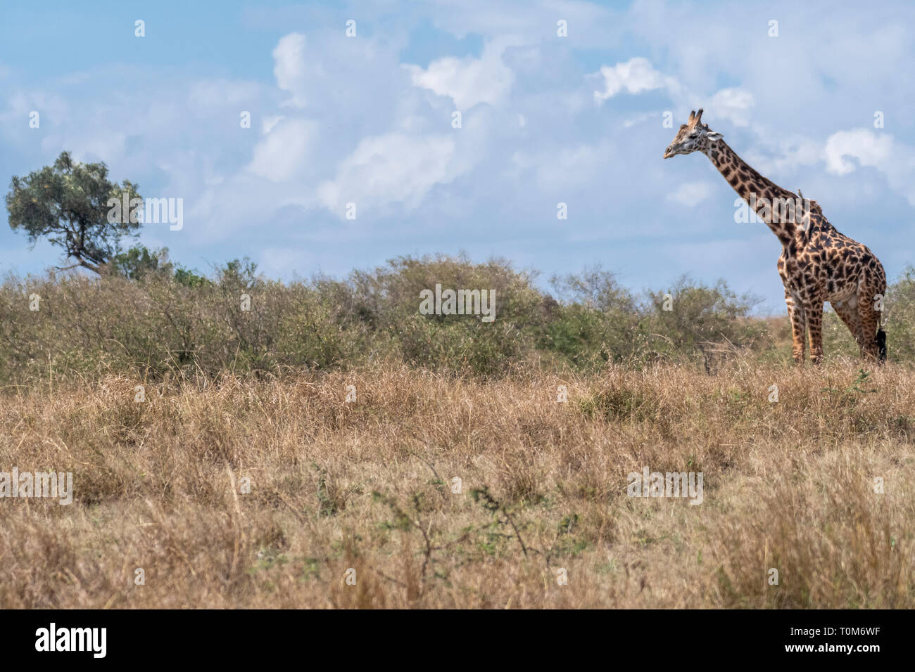 Einsame giraffe ruht in Masai Mara Stockfoto