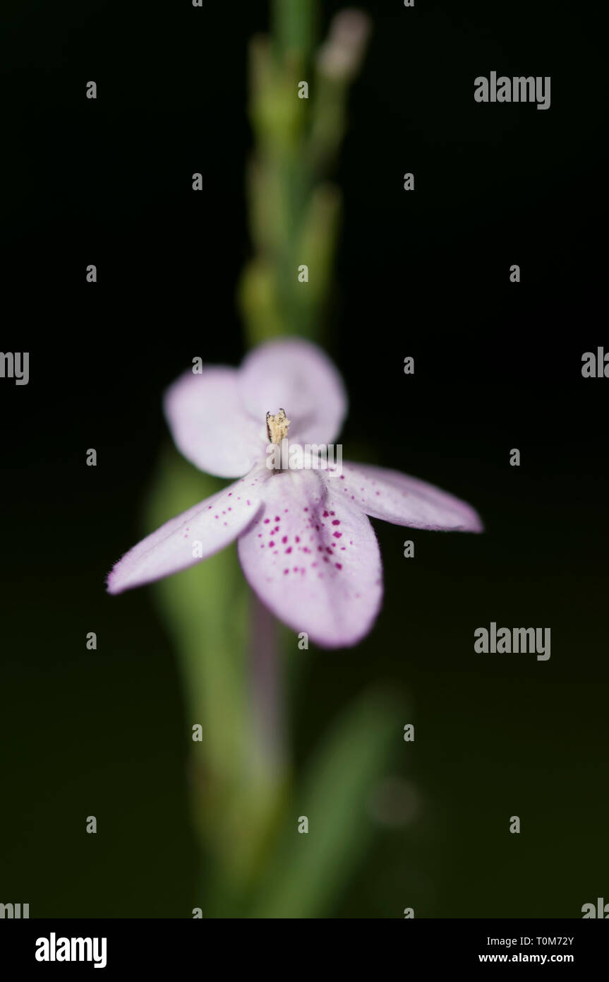 Lila Orchidee, Orchidaceae Familie, Klungkung, Bali, Indonesien Stockfoto