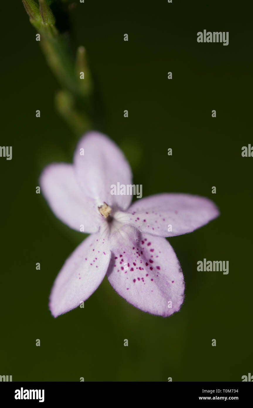 Lila Orchidee, Orchidaceae Familie, Klungkung, Bali, Indonesien Stockfoto