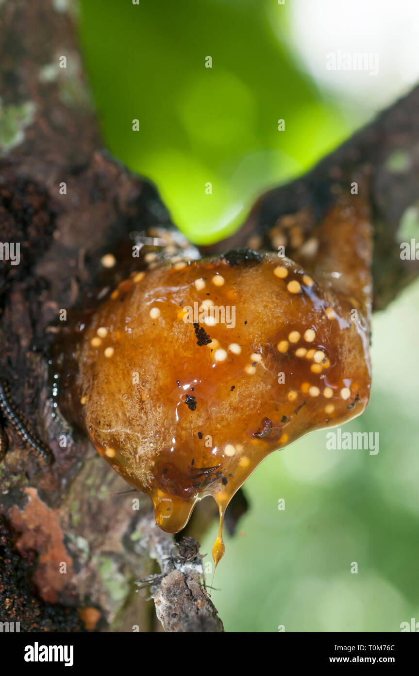 Baumfrosch, Polypedates leucomystax, Laich, Familie der Rhacophoridae, Anura-Orden, In Tree, Klungkung, Bali, Indonesien Stockfoto