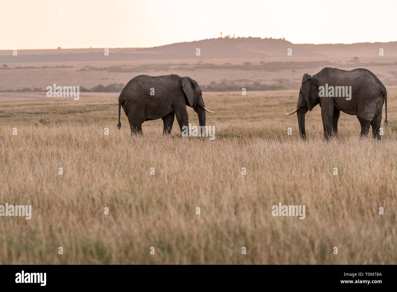 Afrikanische Elefanten füttern Gras in Savanne der Masai Mara Park Stockfoto