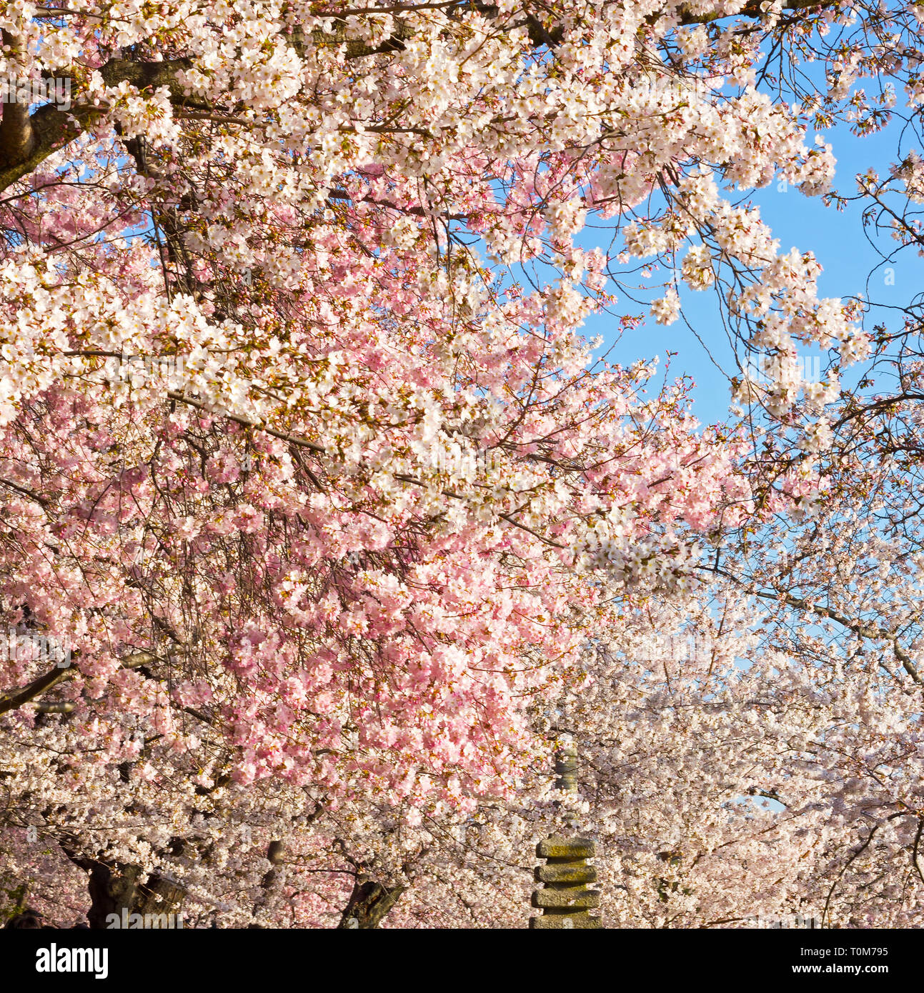 Kirsche Blüte Fülle in Washington DC. Bloom Peak mit Schattierungen von rosa und weiß vor einem blauen Himmel. Stockfoto