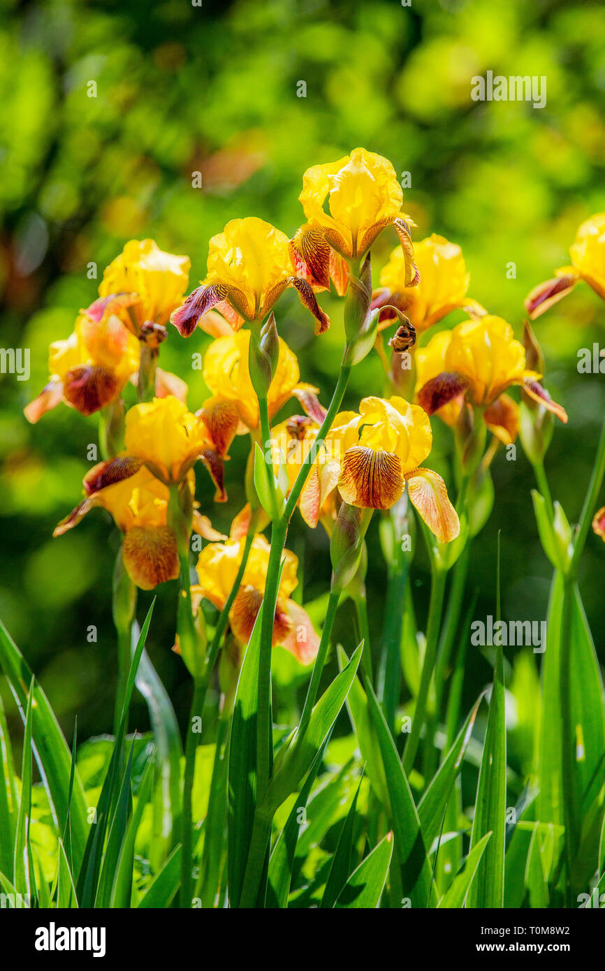 Ein Büschel des gelben Tall Bearded Iris in einem Garten Var. Jitterbug in voller Blüte. Stockfoto