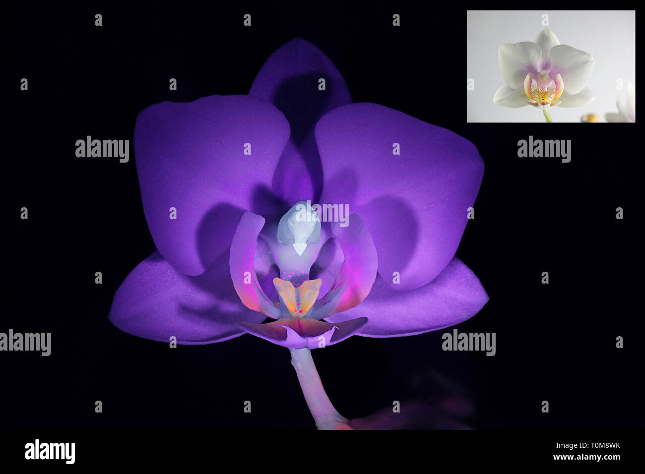 Motte orchid Fluoreszenz im UV-Licht (365 nm). Kleinere Bild mit derselben Probe bei normalem Tageslicht. Stockfoto