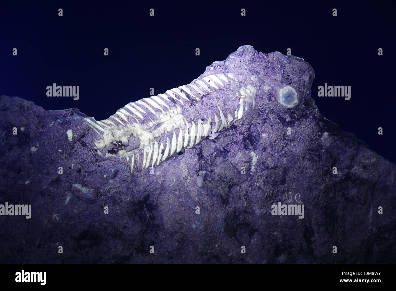 Silurische Trilobit fossiler aus Saarenmaa, Estland, im ultravioletten Licht fotografiert (365 Nm) Stockfoto