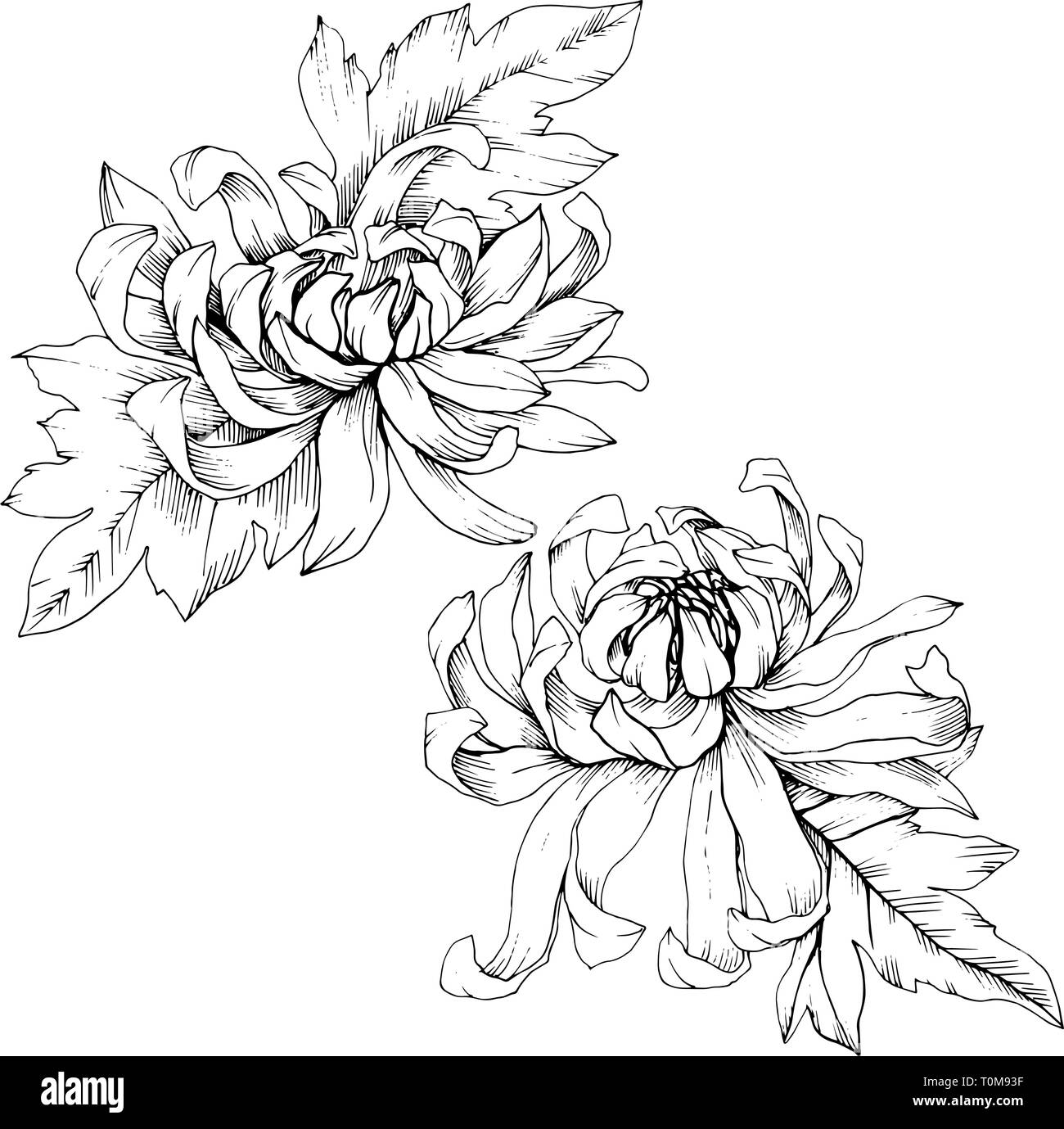 Vektor Chrysantheme floral botanischen Blumen. Schwarz und weiß eingraviert Tinte Art isoliert Blume Illustration Element. Stock Vektor