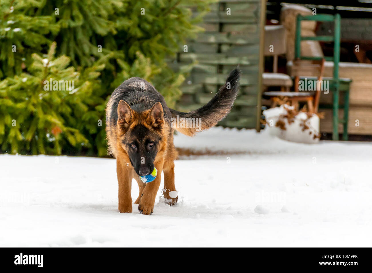 Ein schöner verspielter Schäferhund Welpe Hund spielen mit einem Tennisball im Winter im Schnee. Stockfoto
