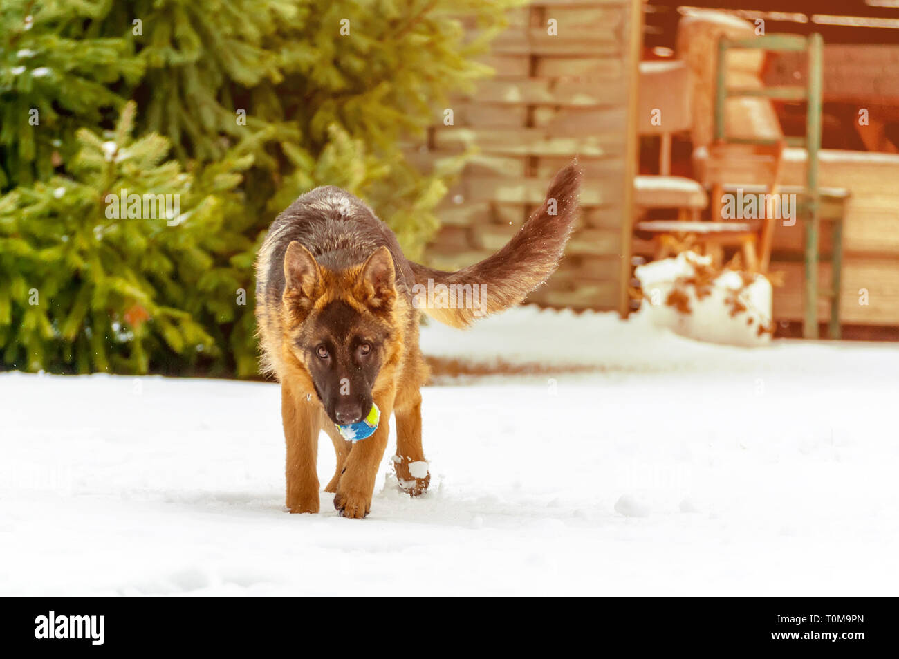 Ein schöner verspielter Schäferhund Welpe Hund spielen mit einem Tennisball im Winter im Schnee. Stockfoto