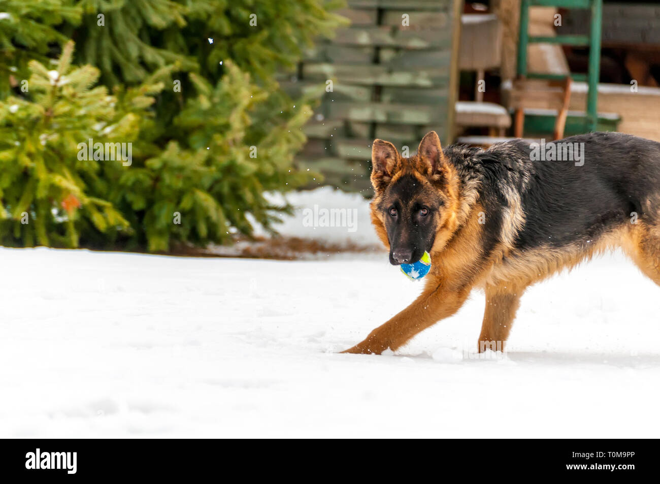 Ein schöner verspielter Schäferhund Welpe Hund spielen mit einem Tennisball im Winter im Schnee. Stockfoto
