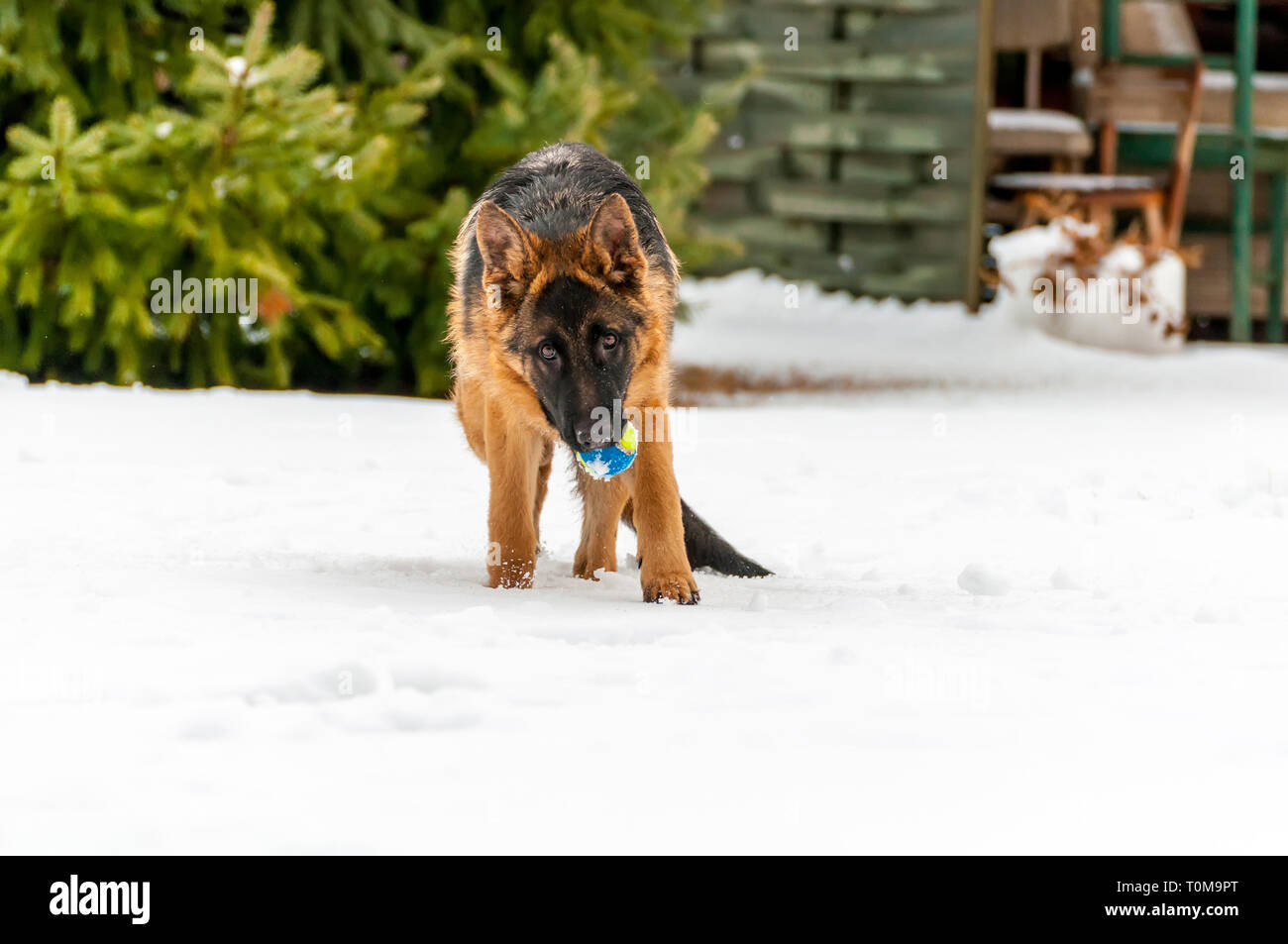 Ein schöner verspielter Schäferhund Welpe Hund spielen mit einem Tennisball im Winter im Schnee. Stockfoto
