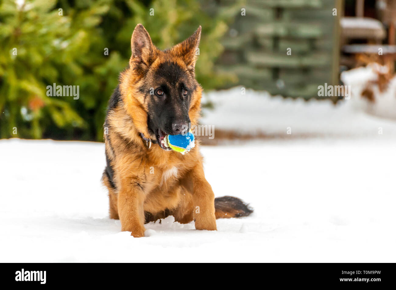 Ein schöner verspielter Schäferhund Welpe Hund spielen mit einem Tennisball im Winter im Schnee. Stockfoto