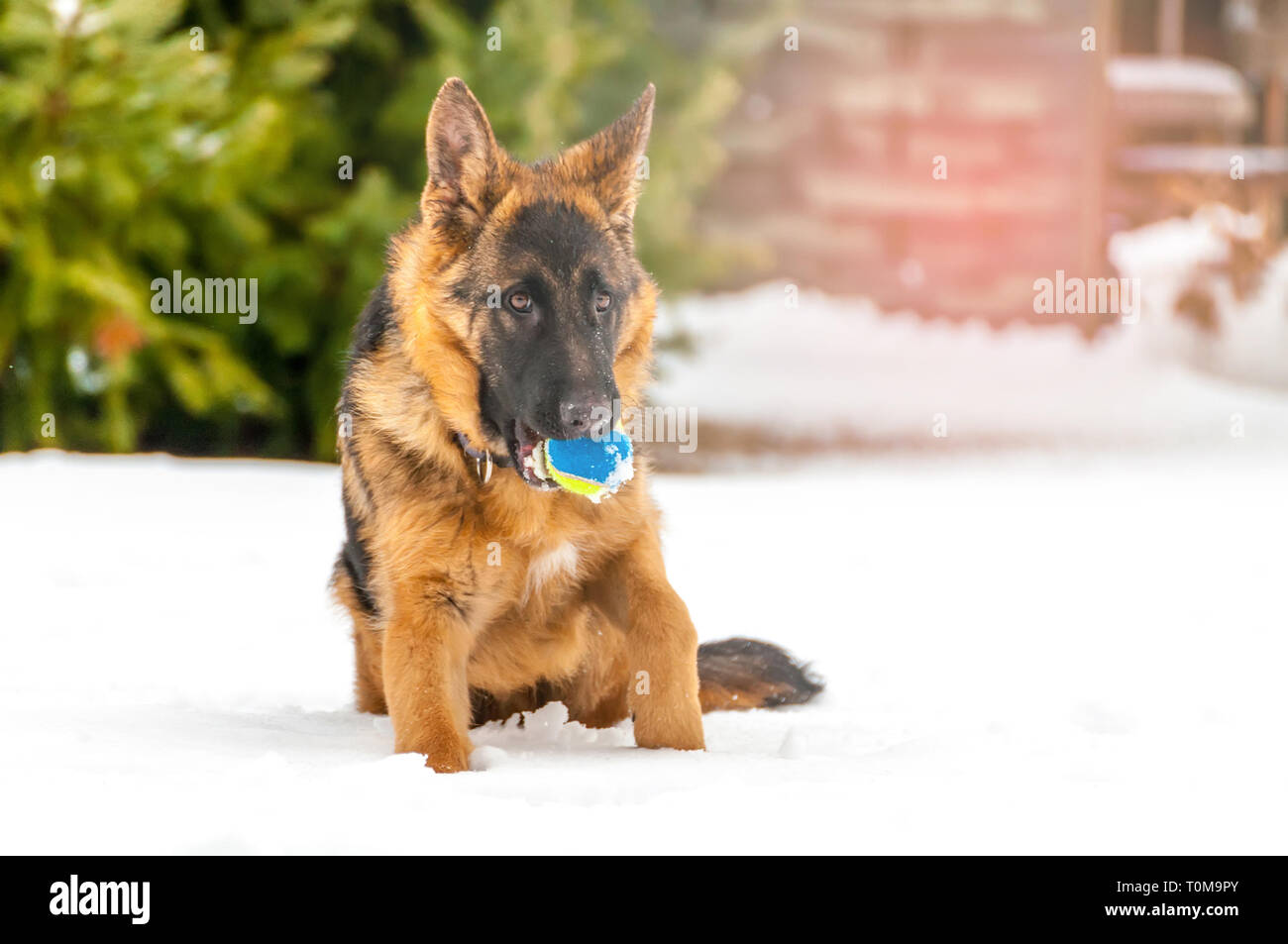 Ein schöner verspielter Schäferhund Welpe Hund spielen mit einem Tennisball im Winter im Schnee. Stockfoto