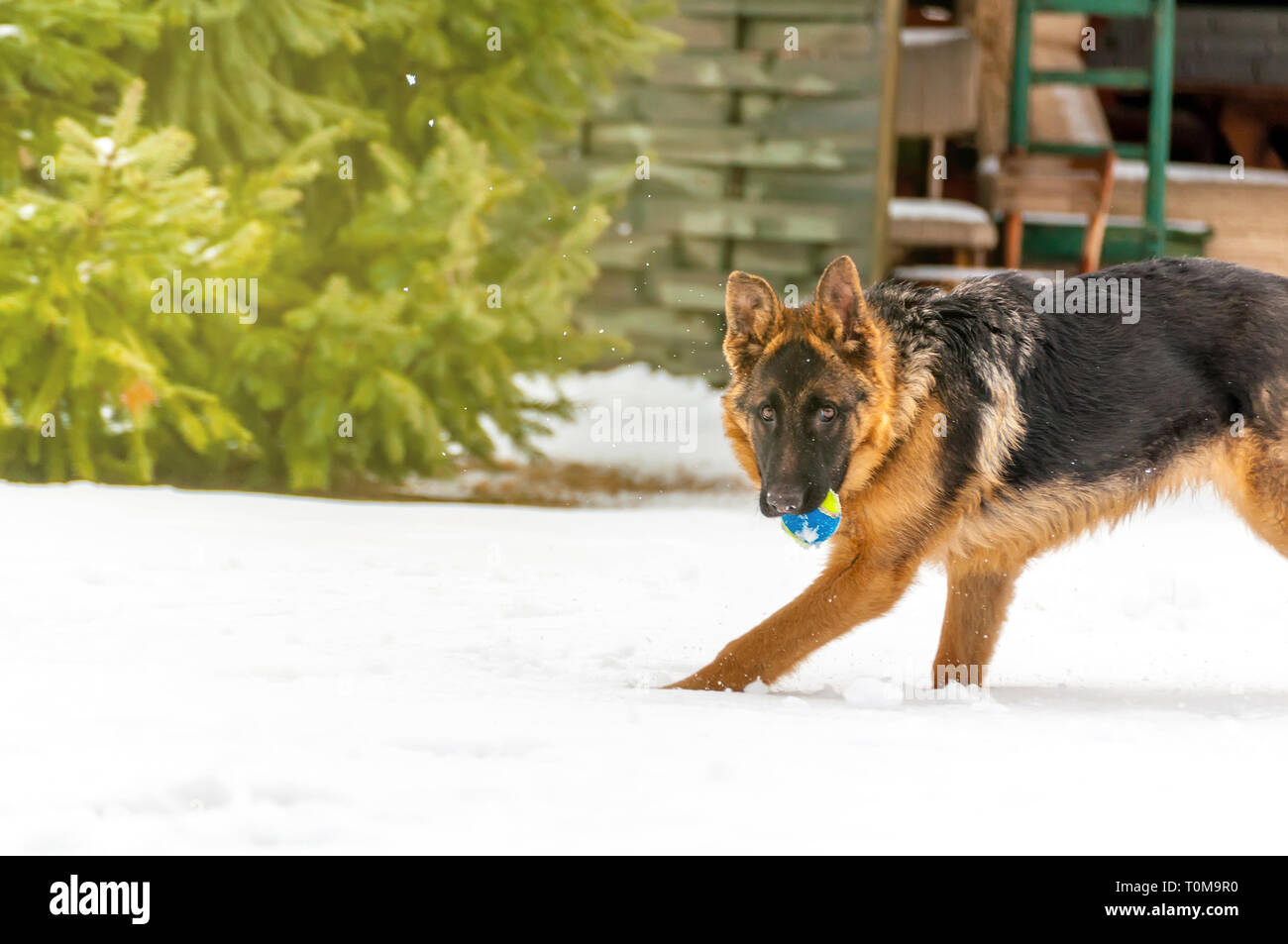 Ein schöner verspielter Schäferhund Welpe Hund spielen mit einem Tennisball im Winter im Schnee. Stockfoto