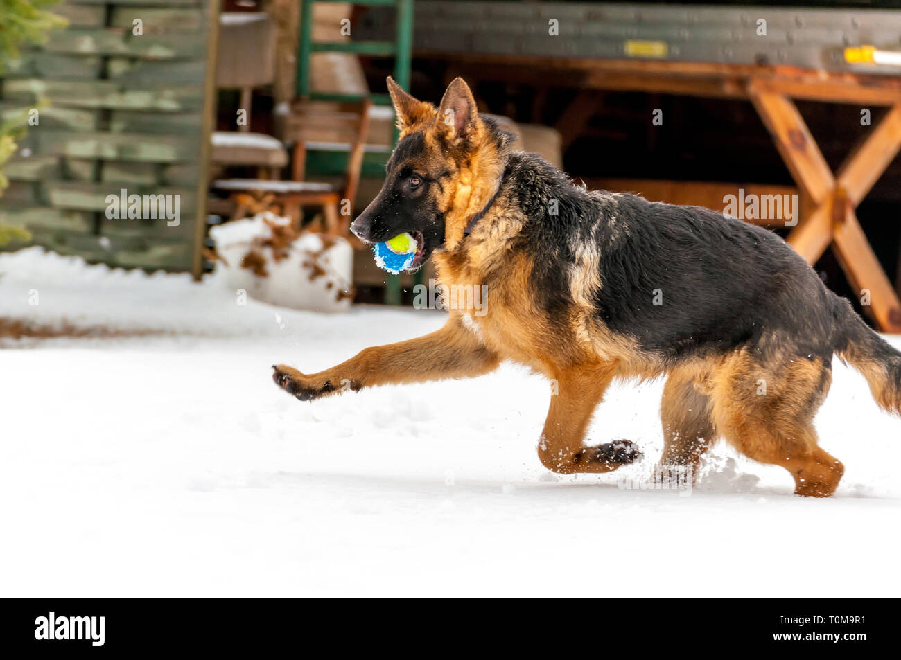 Ein schöner verspielter Schäferhund Welpe Hund spielen mit einem Tennisball im Winter im Schnee. Stockfoto