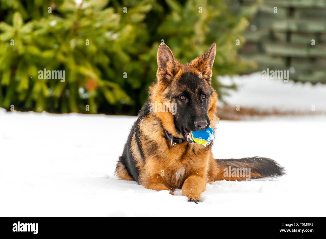 Ein schöner verspielter Schäferhund Welpe Hund spielen mit einem Tennisball im Winter im Schnee. Stockfoto