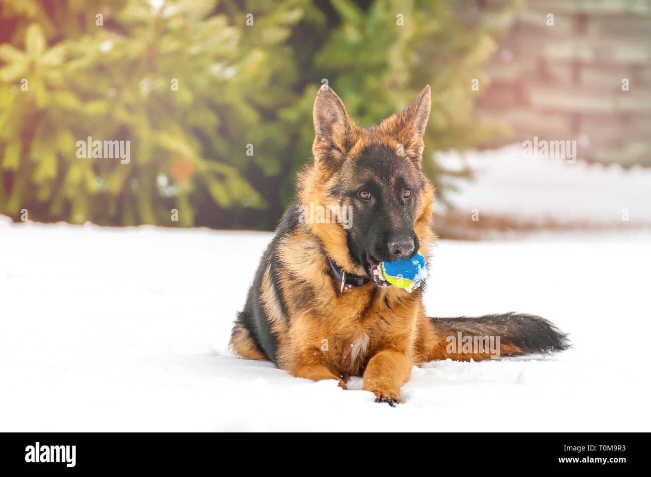Ein schöner verspielter Schäferhund Welpe Hund spielen mit einem Tennisball im Winter im Schnee. Stockfoto