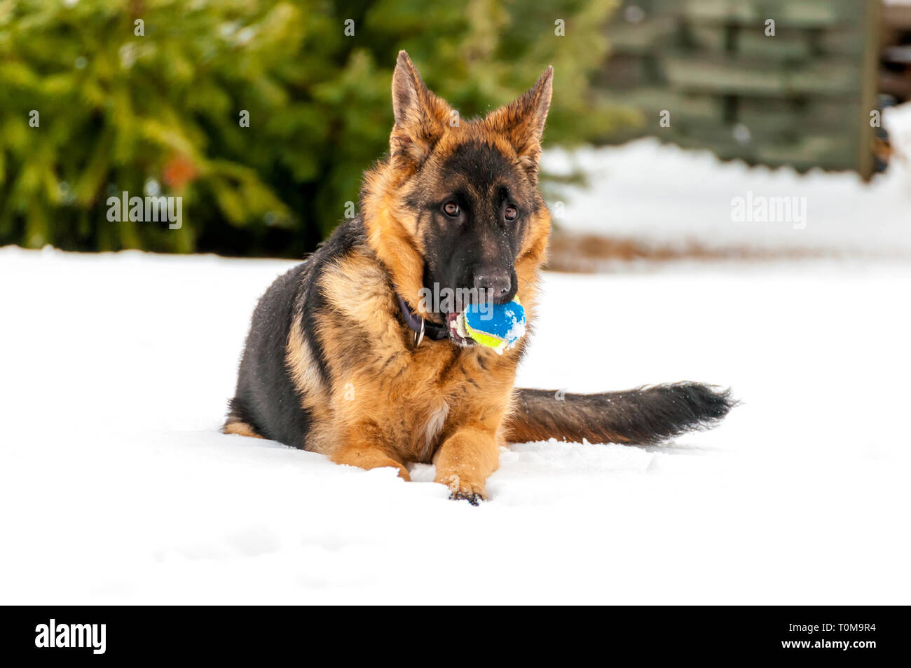 Ein schöner verspielter Schäferhund Welpe Hund spielen mit einem Tennisball im Winter im Schnee. Stockfoto