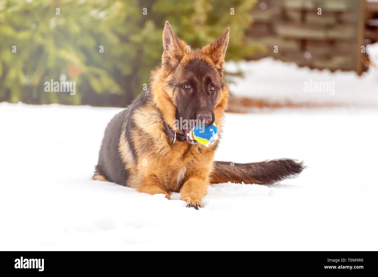 Ein schöner verspielter Schäferhund Welpe Hund spielen mit einem Tennisball im Winter im Schnee. Stockfoto