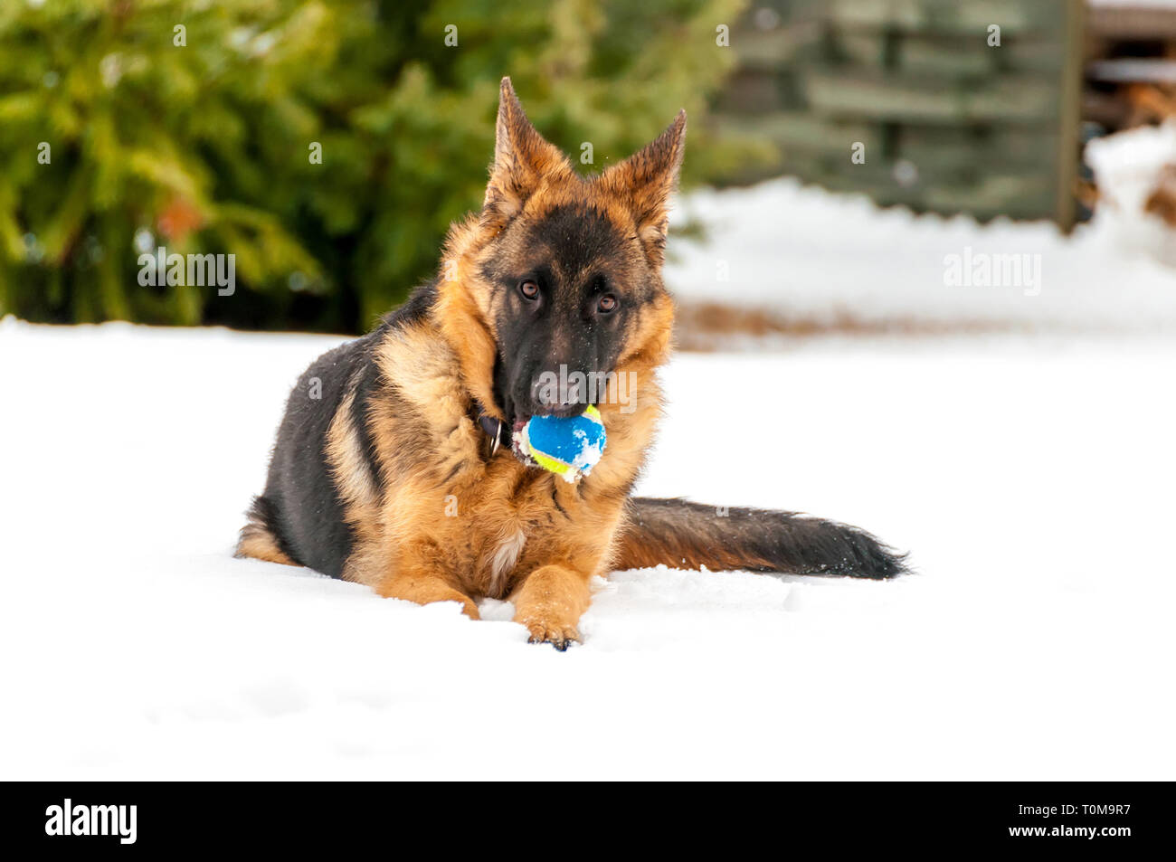 Ein schöner verspielter Schäferhund Welpe Hund spielen mit einem Tennisball im Winter im Schnee. Stockfoto