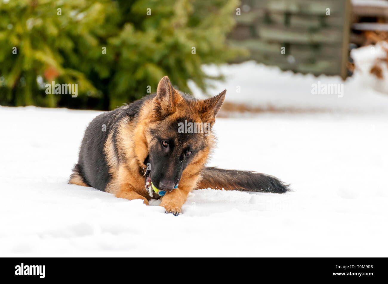 Ein schöner verspielter Schäferhund Welpe Hund spielen mit einem Tennisball im Winter im Schnee. Stockfoto