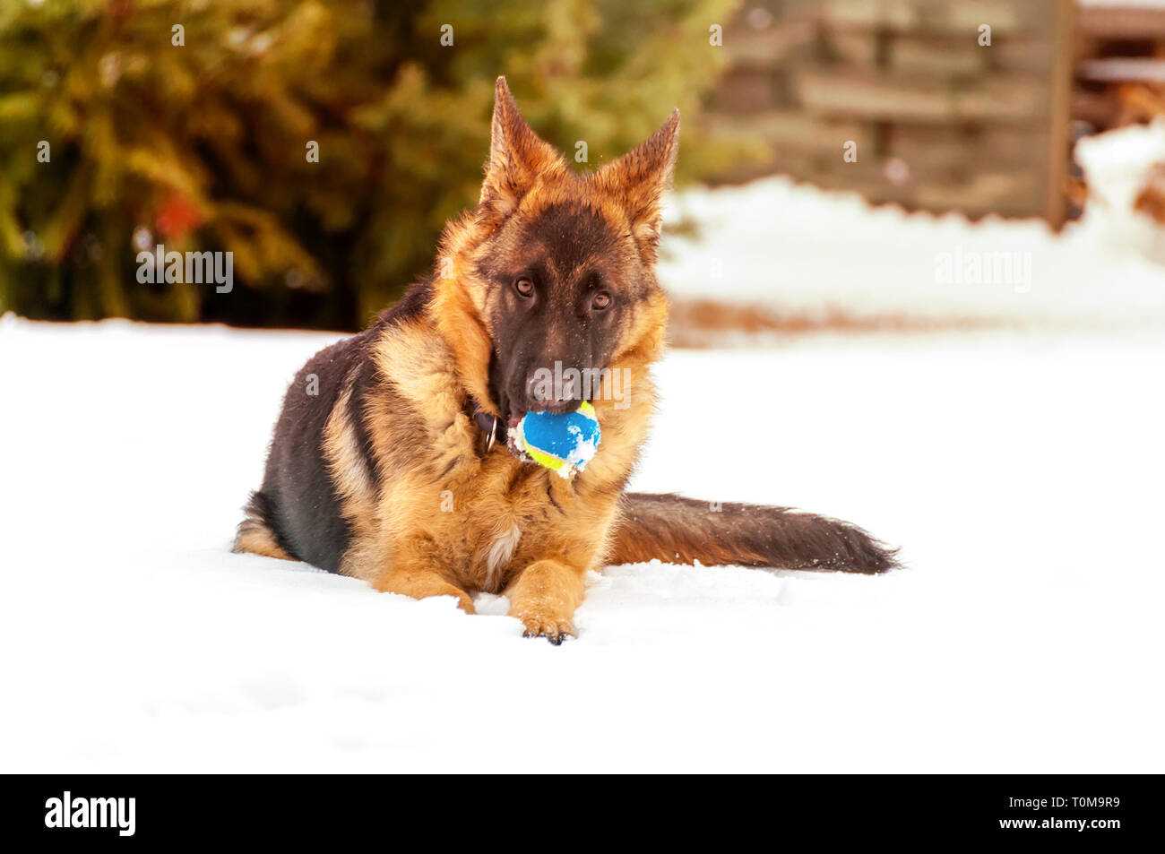 Ein schöner verspielter Schäferhund Welpe Hund spielen mit einem Tennisball im Winter im Schnee. Stockfoto