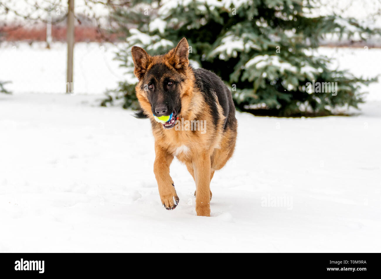Ein schöner verspielter Schäferhund Welpe Hund spielen mit einem Tennisball im Winter im Schnee. Stockfoto