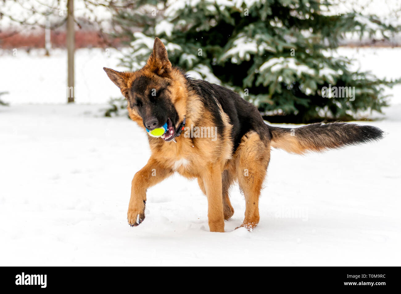 Ein schöner verspielter Schäferhund Welpe Hund spielen mit einem Tennisball im Winter im Schnee. Stockfoto