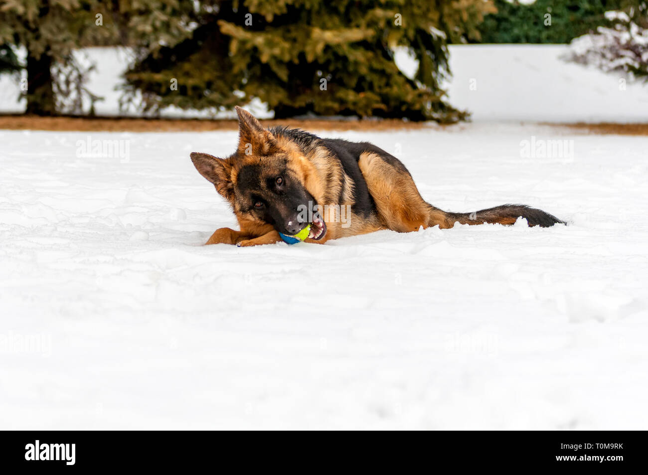 Ein schöner verspielter Schäferhund Welpe Hund spielen mit einem Tennisball im Winter im Schnee. Stockfoto