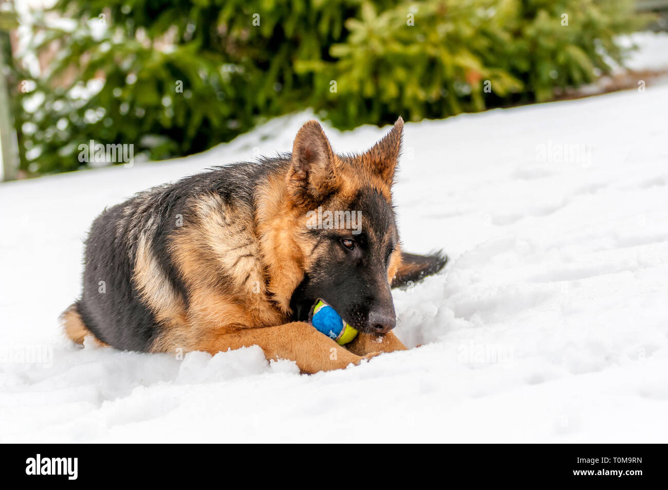 Ein schöner verspielter Schäferhund Welpe Hund spielen mit einem Tennisball im Winter im Schnee. Stockfoto