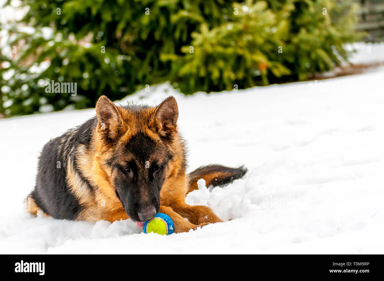 Ein schöner verspielter Schäferhund Welpe Hund spielen mit einem Tennisball im Winter im Schnee. Stockfoto