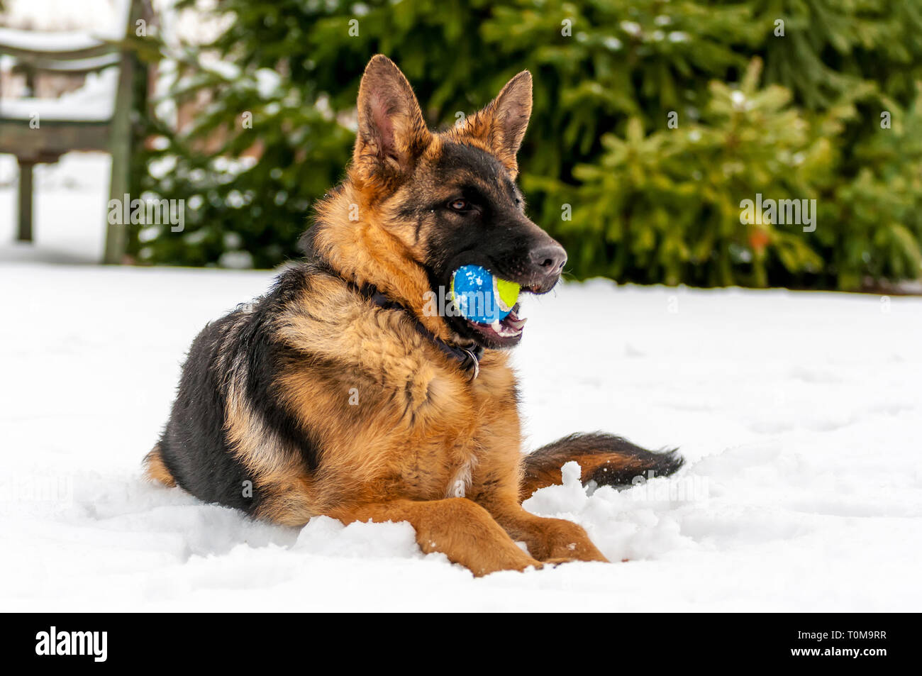 Ein schöner verspielter Schäferhund Welpe Hund spielen mit einem Tennisball im Winter im Schnee. Stockfoto