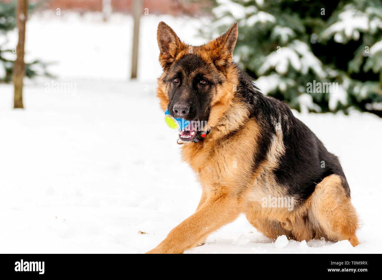 Ein schöner verspielter Schäferhund Welpe Hund spielen mit einem Tennisball im Winter im Schnee. Stockfoto