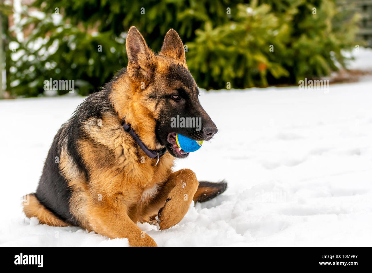 Ein schöner verspielter Schäferhund Welpe Hund spielen mit einem Tennisball im Winter im Schnee. Stockfoto