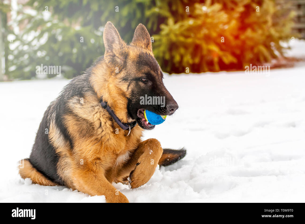 Ein schöner verspielter Schäferhund Welpe Hund spielen mit einem Tennisball im Winter im Schnee. Stockfoto