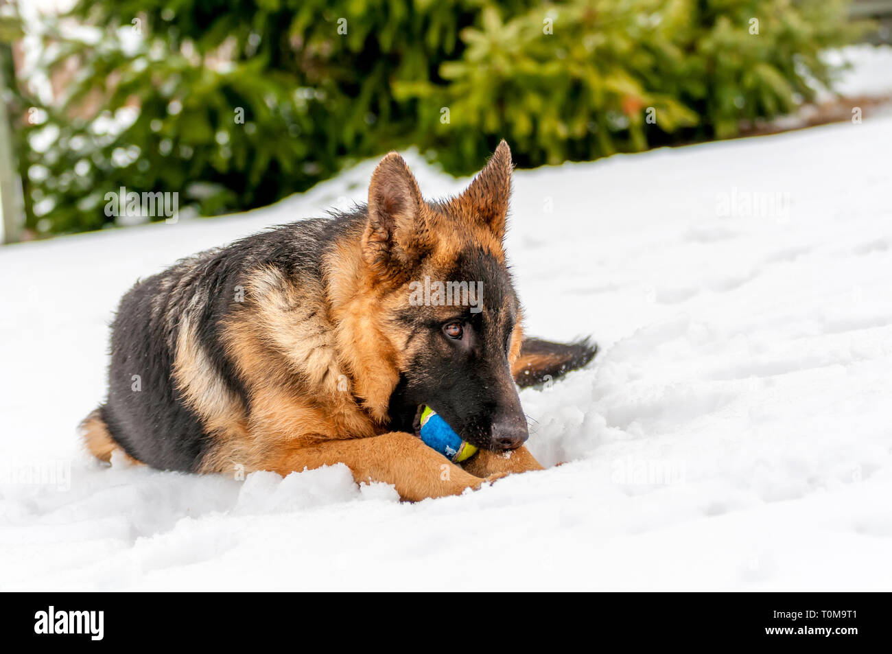 Ein schöner verspielter Schäferhund Welpe Hund spielen mit einem Tennisball im Winter im Schnee. Stockfoto