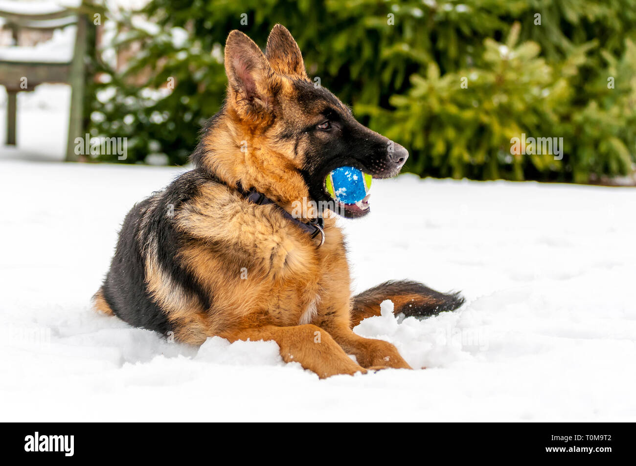 Ein schöner verspielter Schäferhund Welpe Hund spielen mit einem Tennisball im Winter im Schnee. Stockfoto