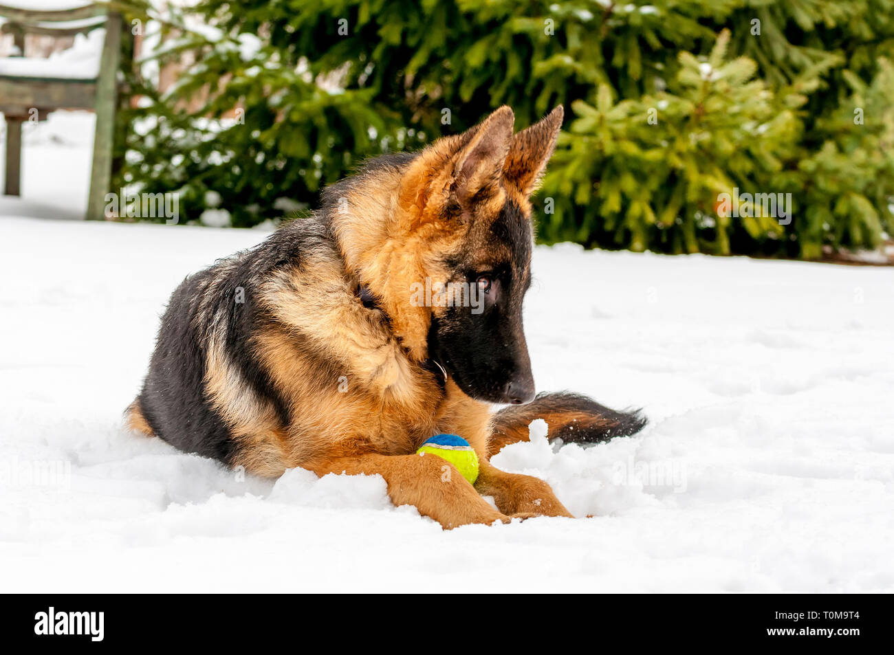 Ein schöner verspielter Schäferhund Welpe Hund spielen mit einem Tennisball im Winter im Schnee. Stockfoto