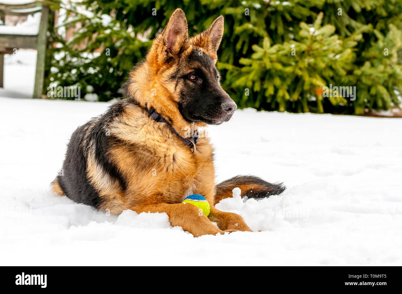 Ein schöner verspielter Schäferhund Welpe Hund spielen mit einem Tennisball im Winter im Schnee. Stockfoto