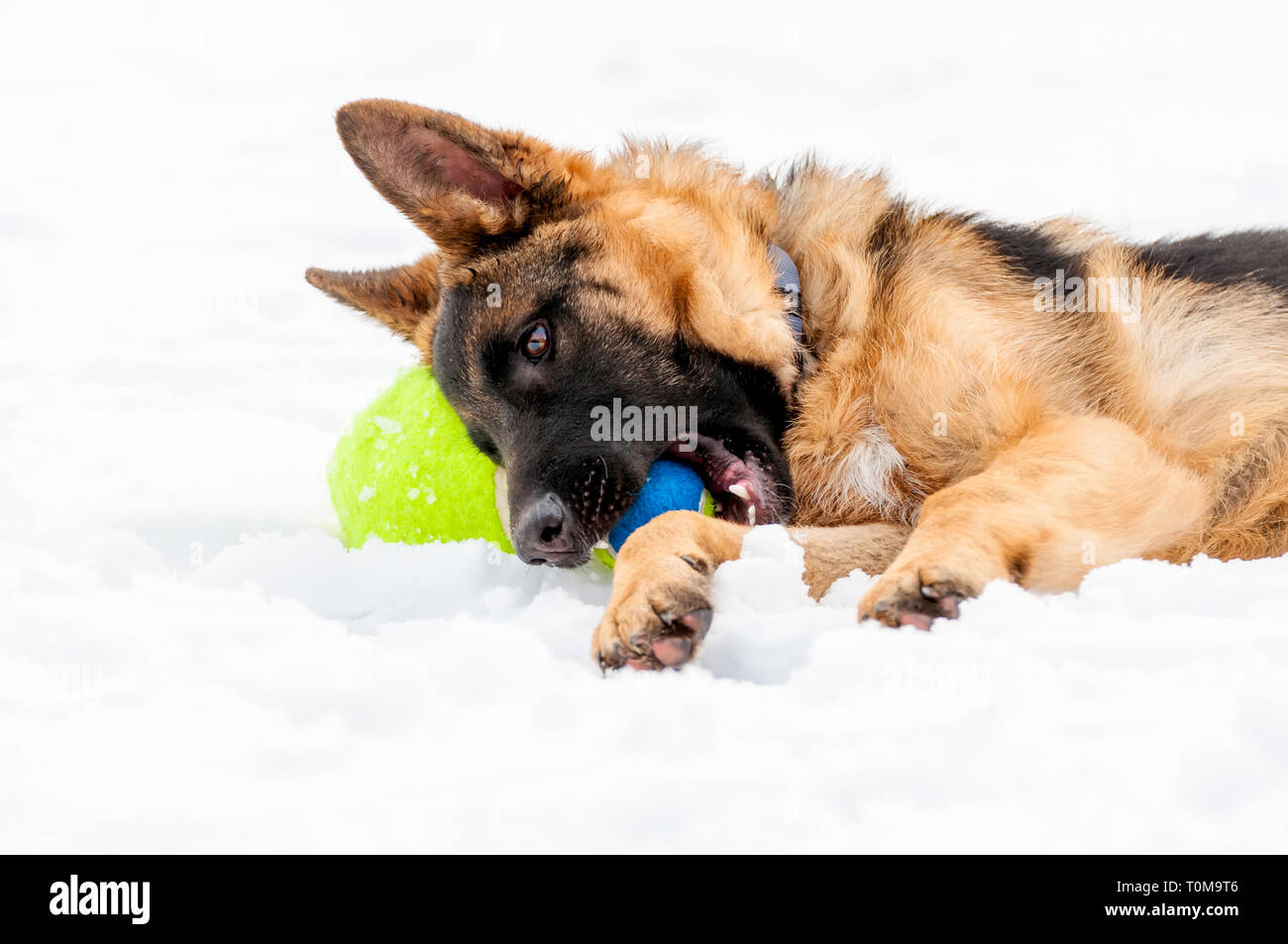 Ein schöner verspielter Schäferhund Welpe Hund spielen mit einem Tennisball im Winter im Schnee. Stockfoto
