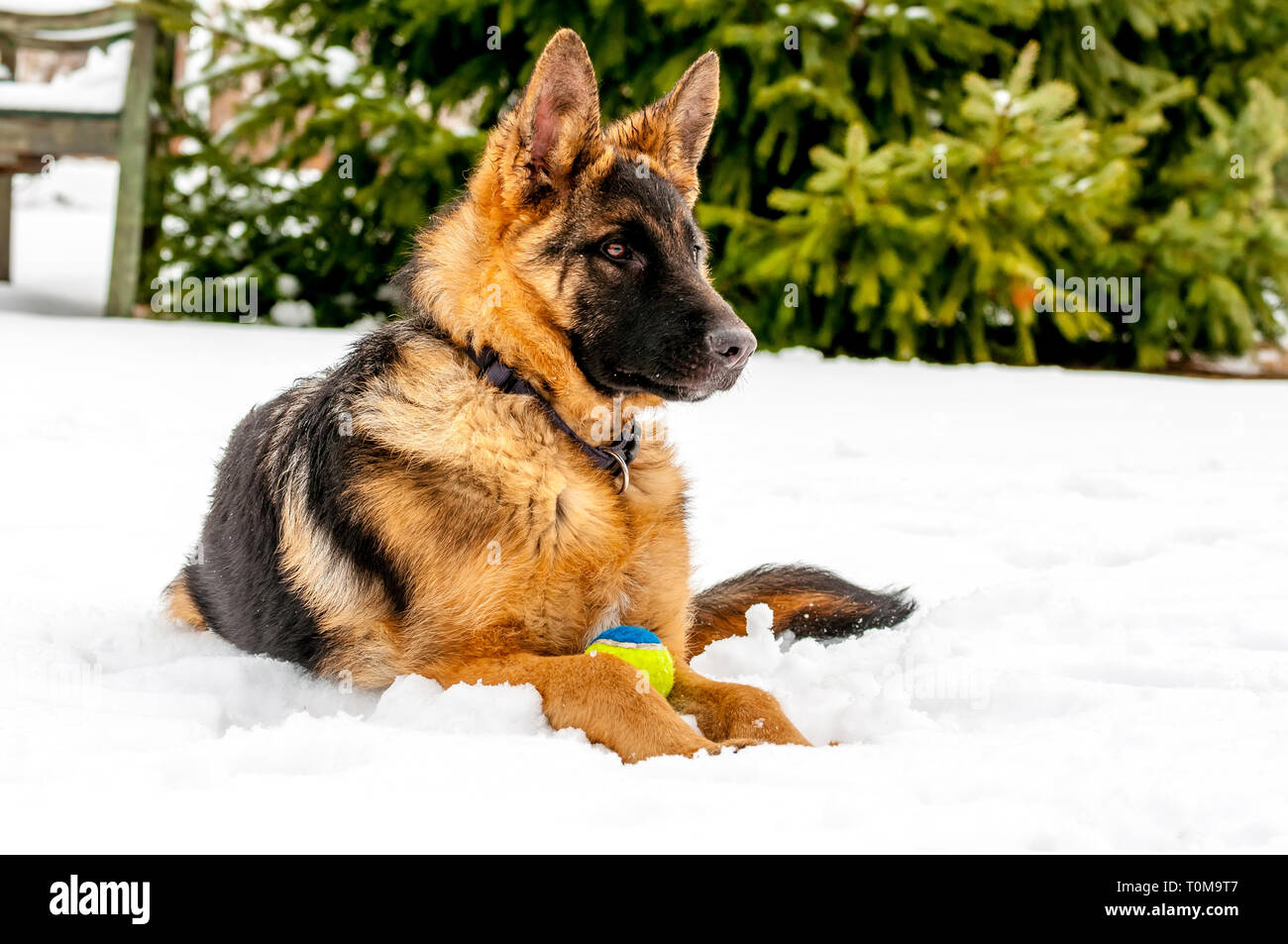 Ein schöner verspielter Schäferhund Welpe Hund spielen mit einem Tennisball im Winter im Schnee. Stockfoto