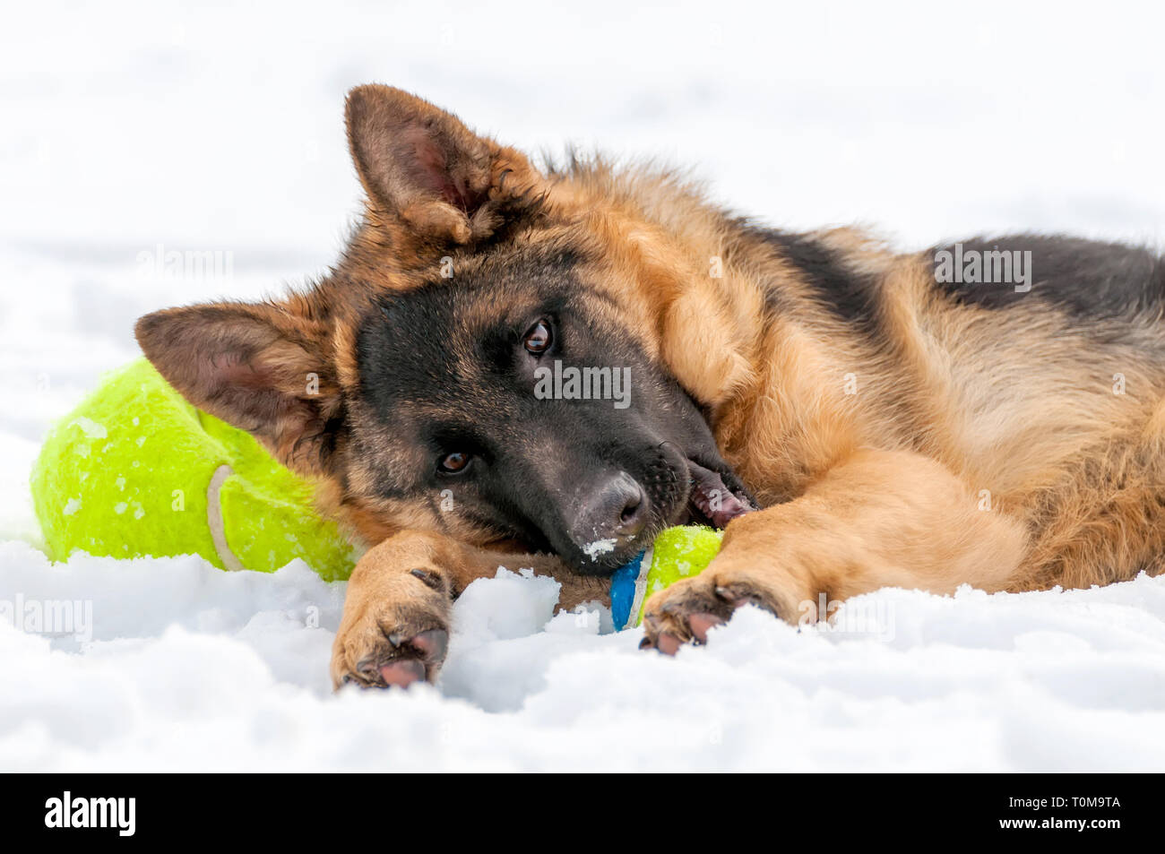 Ein schöner verspielter Schäferhund Welpe Hund spielen mit einem Tennisball im Winter im Schnee. Stockfoto