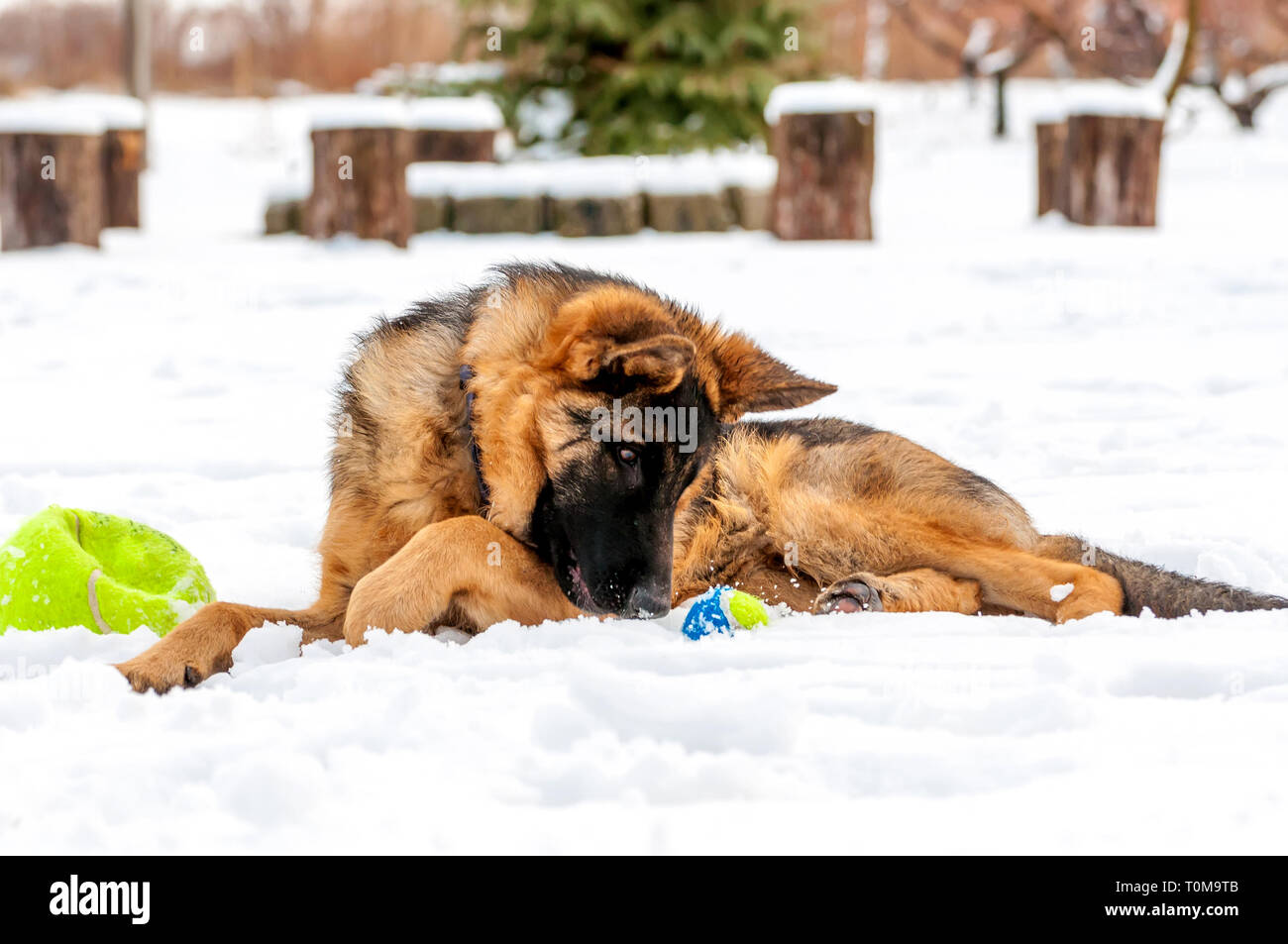 Ein schöner verspielter Schäferhund Welpe Hund spielen mit einem Tennisball im Winter im Schnee. Stockfoto