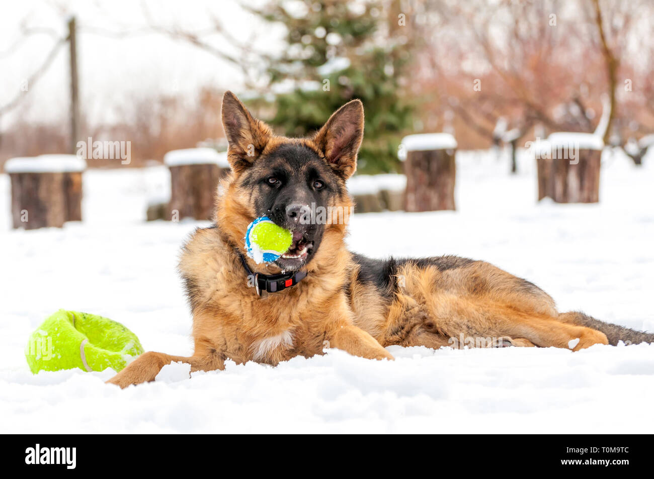 Ein schöner verspielter Schäferhund Welpe Hund spielen mit einem Tennisball im Winter im Schnee. Stockfoto